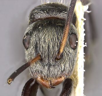 Media type: image;   Entomology 35555 Aspect: head frontal view